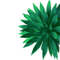 Agave